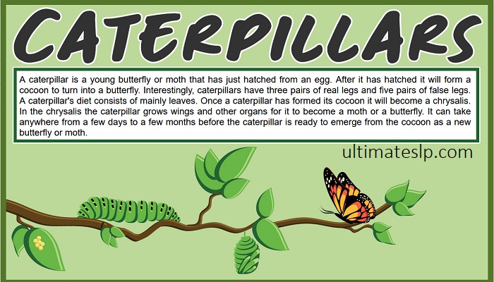 factual-paragraphs-caterpillars-wh-questions-story-retell