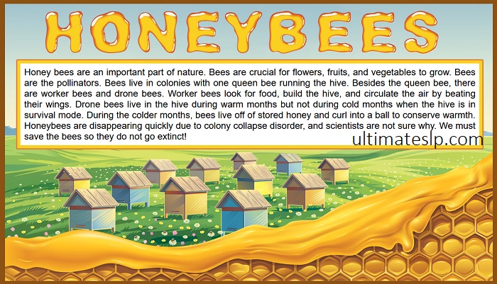 Factual Paragraphs - Honey Bees (wh Questions, Story Retell) - Ultimate SLP